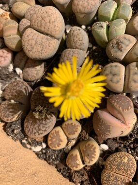 Living Stones (Lithops) Succulent with Yellow Bloom